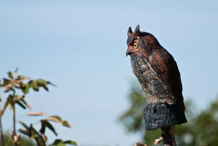 Do Fake Owls and Other Decoys Work?