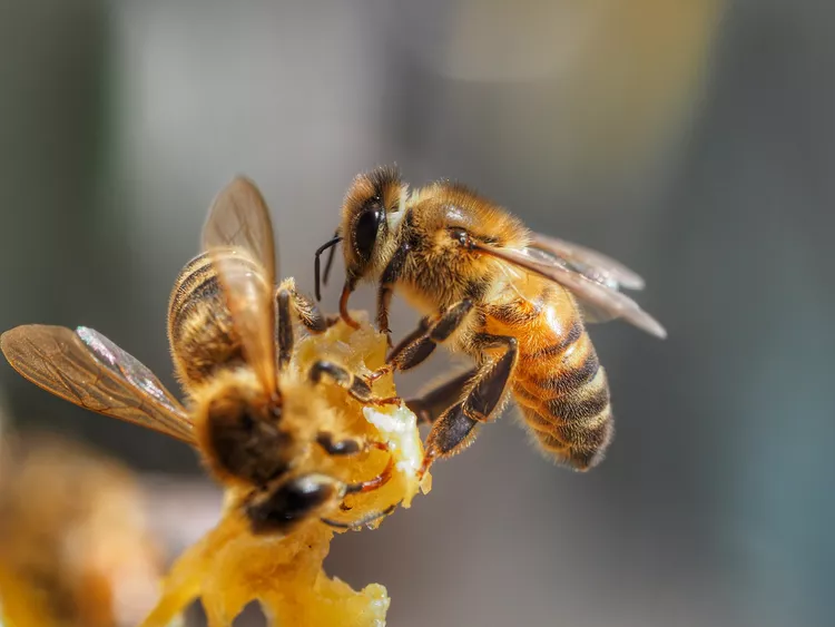 Honeybees: Nature’s Tiny Superheroes