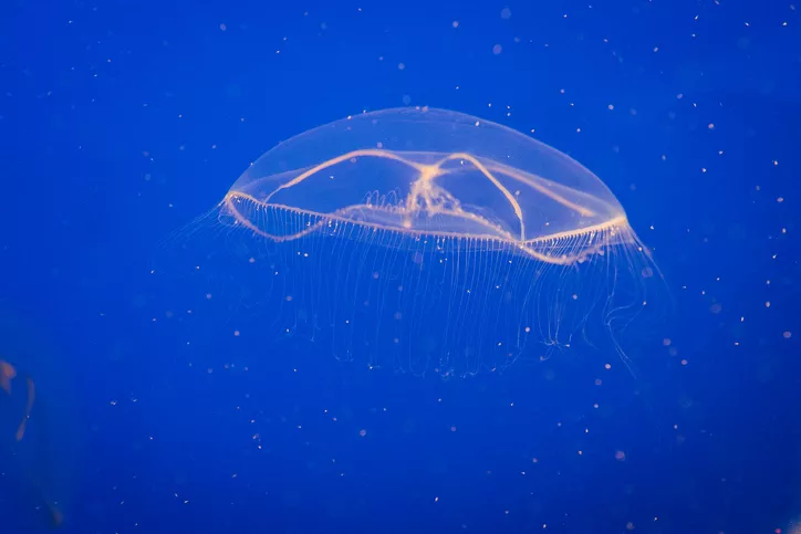 10 Extraordinary Jellyfish Species