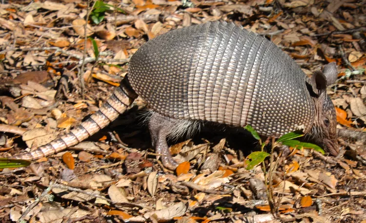 13 Things You Didn’t Know About Armadillos
